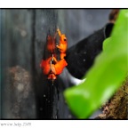 Poison Frog-2