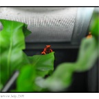 Poison Frog-5