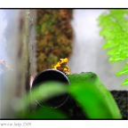 Poison Frog-8