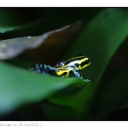 Poison Frog-55