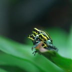 Poison Frog-48